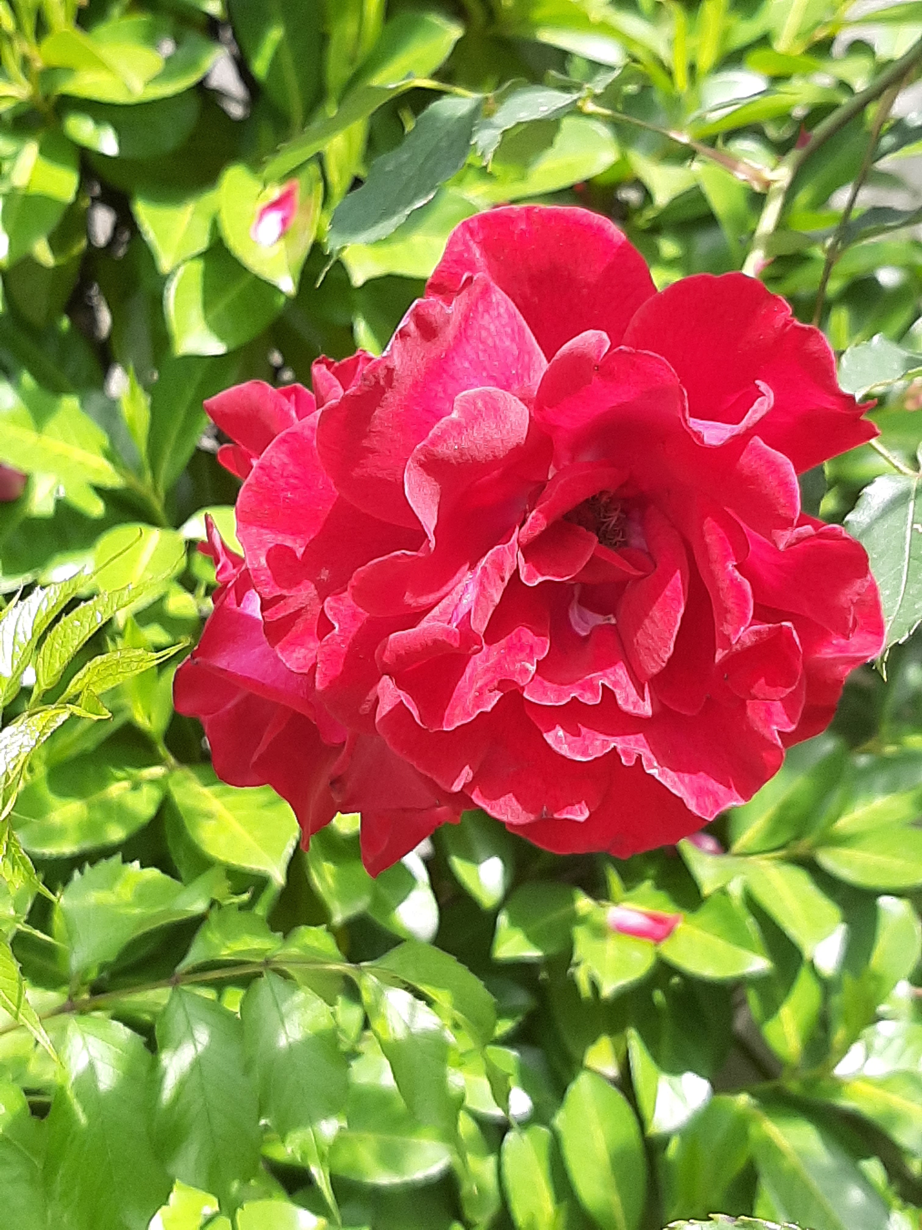 fleurNanetteVincent